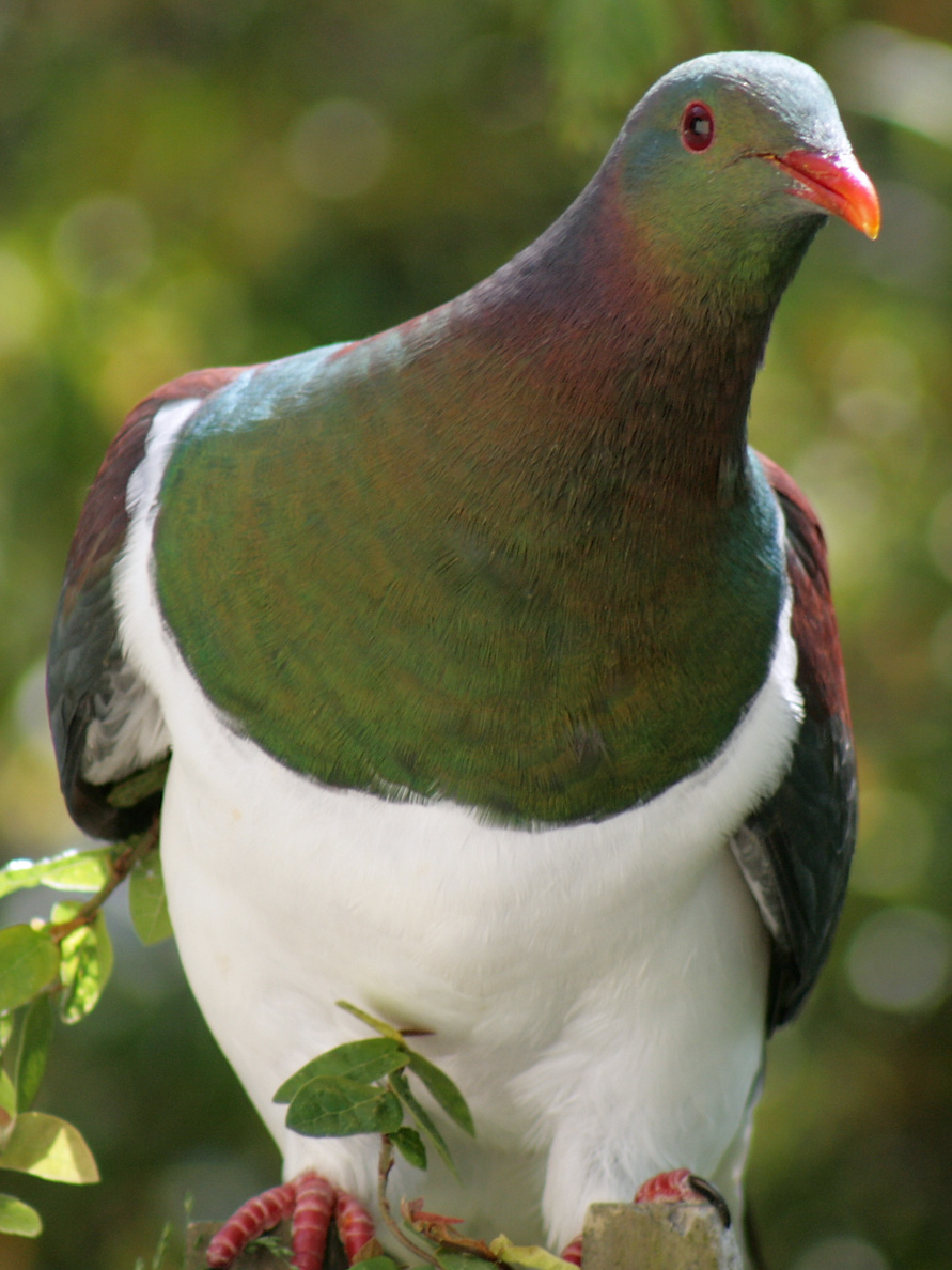 Kererū feeding on Kawakawa berries